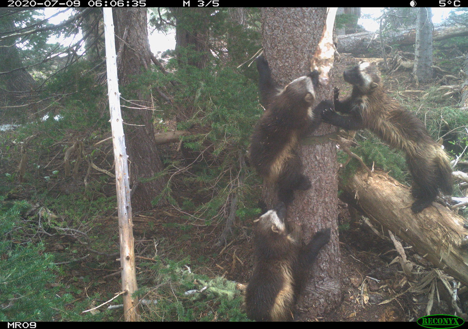 Wolverine Family at Mount Rainier National Park.Additional photos available on this Flickr album: https://www.flickr.com/photos/mountrainiernps/sets/72157715557273077/