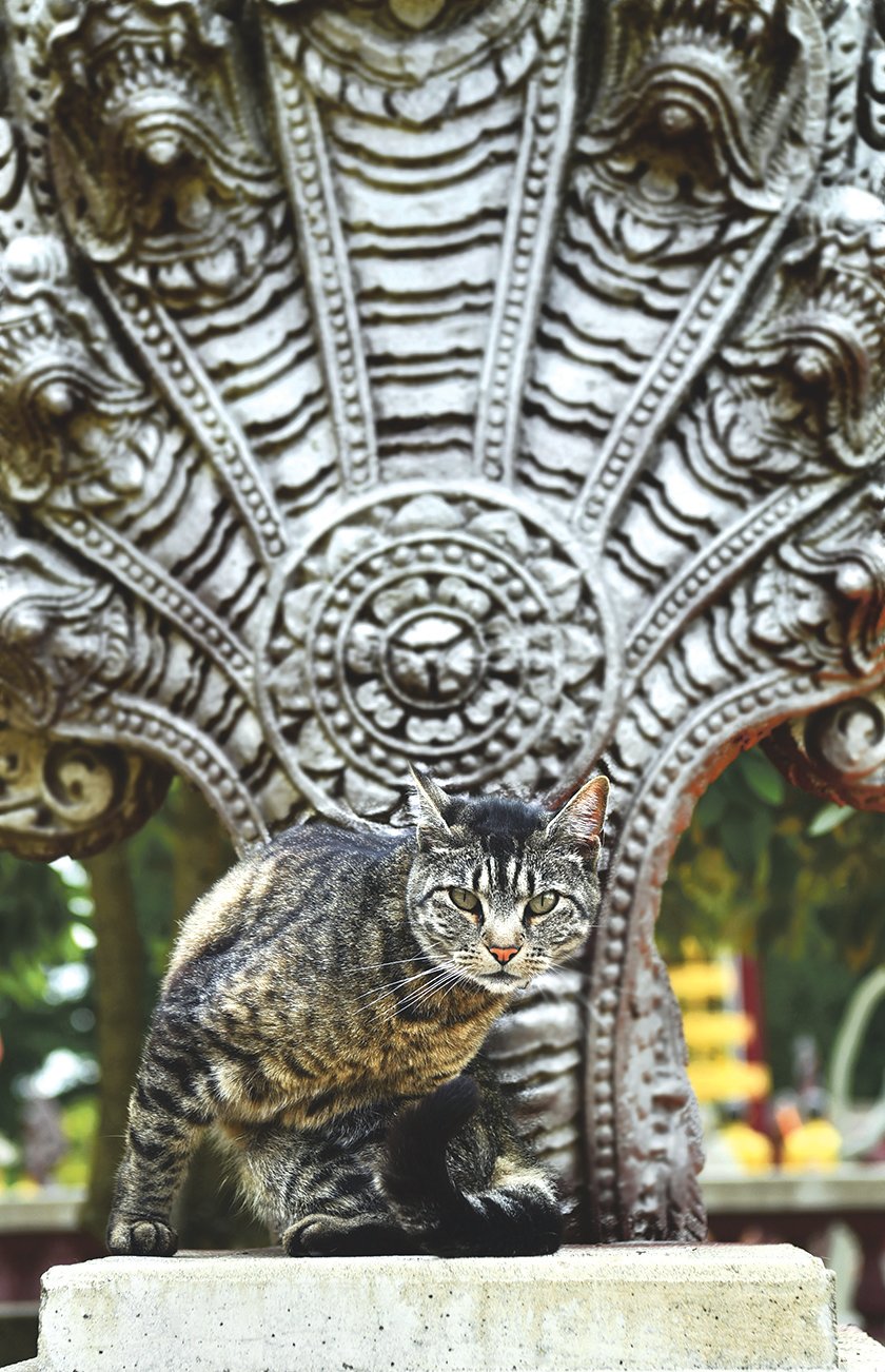A cat makes itself at home on the Wat Prachum Raingsey Buddhist Association grounds in Yelm on Friday, July 24. In back is one of many cobra statues on the property.