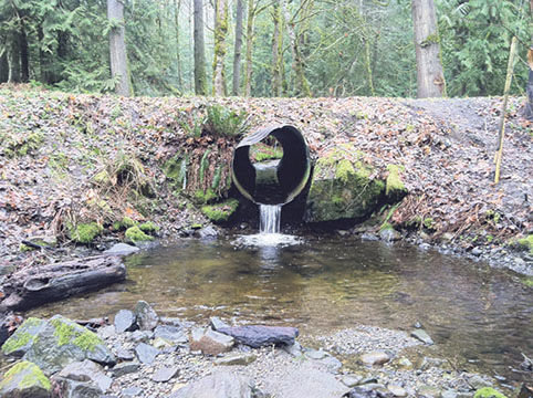 This old culvert in Western Washington illustrates the difficulty salmon have swimming upstream.