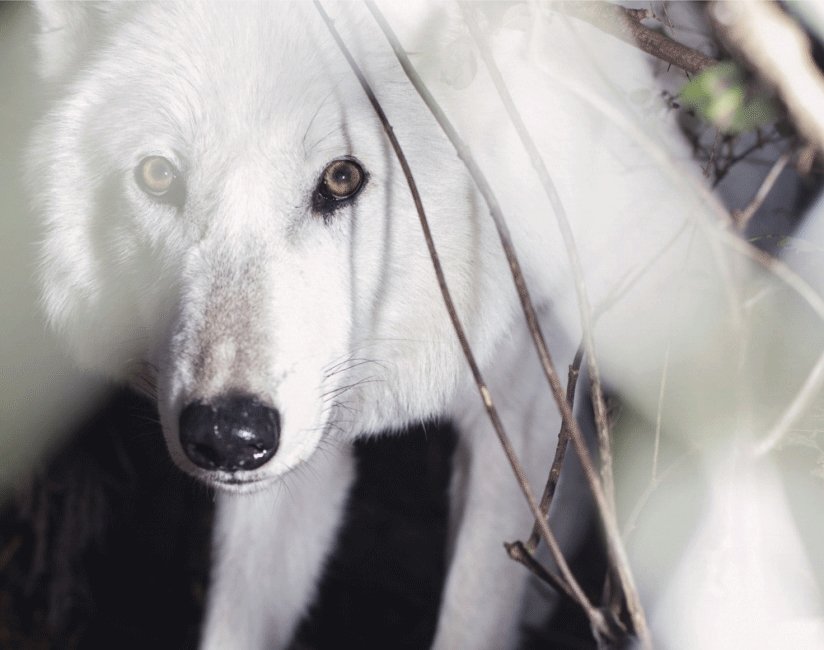 The photographs of Seattle-based photographer Annie Marie Musselman, along with the writings of essayist Brenda Peterson, are now available in the coffee book “Wolf Haven Sanctuary and the Future of Wolves in North America.”