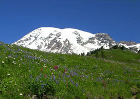 This wildfire meadow near Paradise shows the vibrant colors found this time of year on the flanks of Mount Rainier.