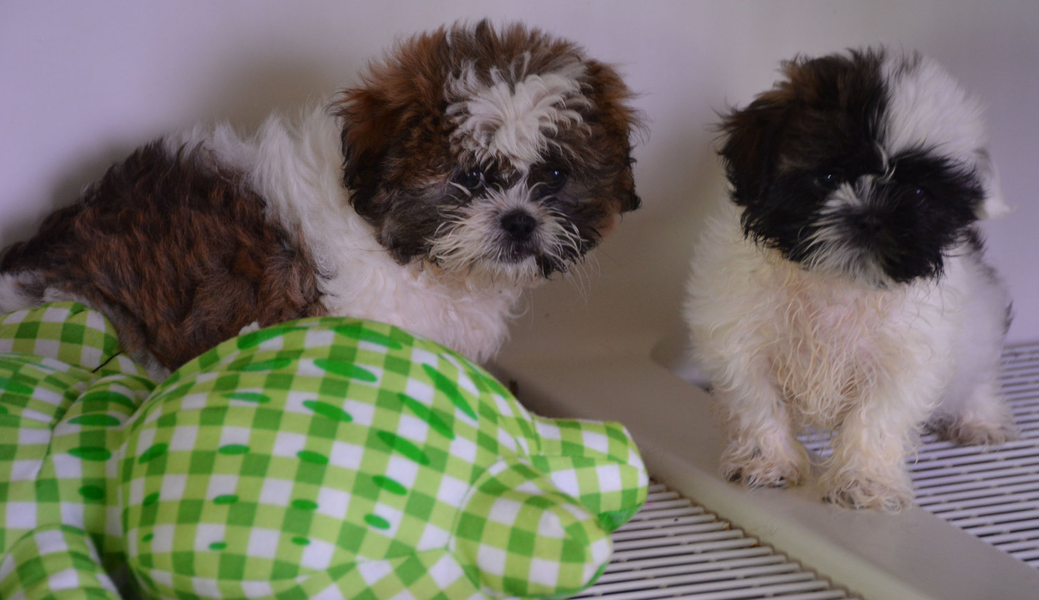 A pair of shih tzu puppies look on from a kennel at Paws and Claws in Yelm. Owner Mindy Kuenzi says the puppies she sells come from people in the community, not puppy mills.