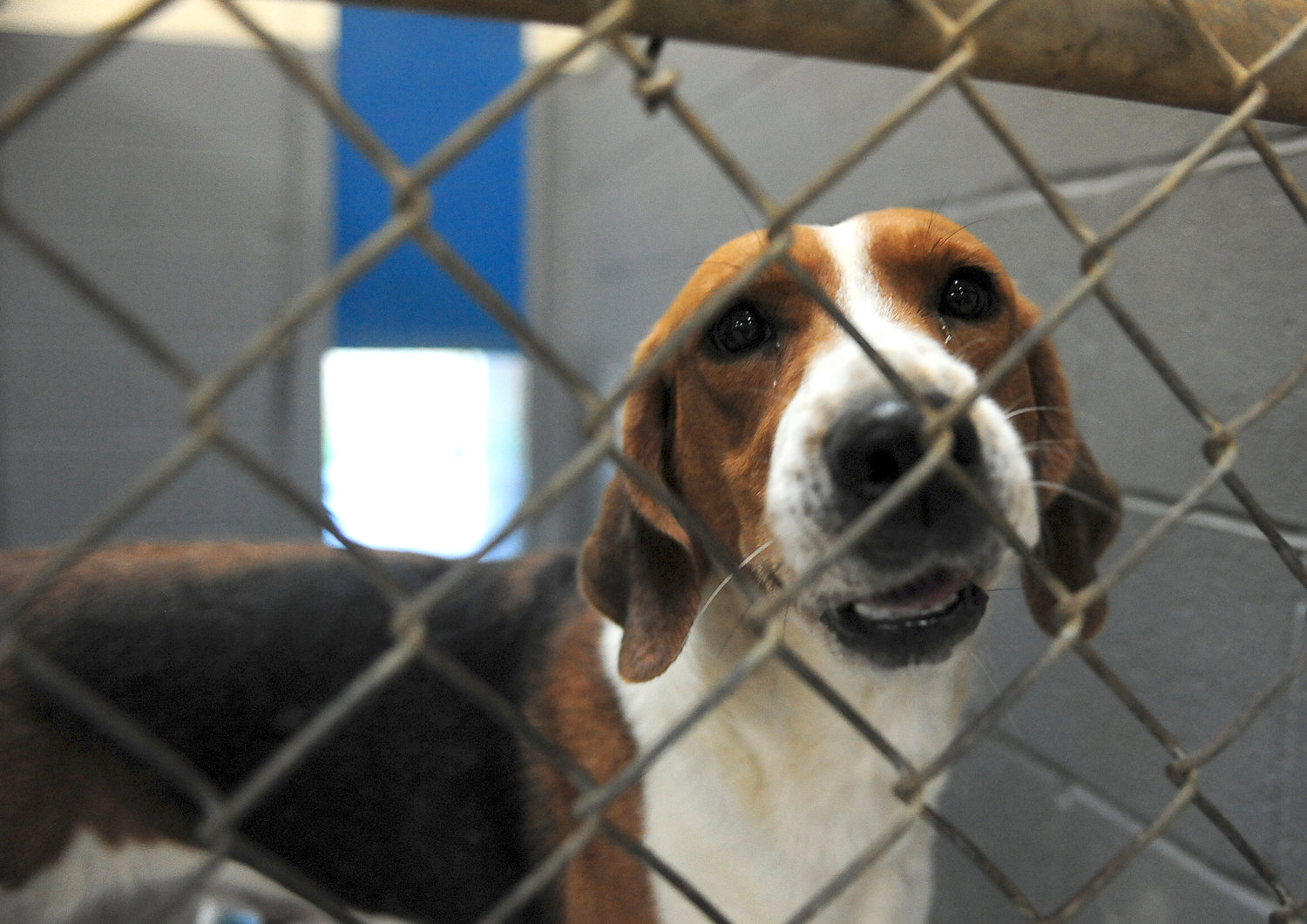Star, a 3 1/2-year-old fox hound, stares out from his kennel in this file photo.