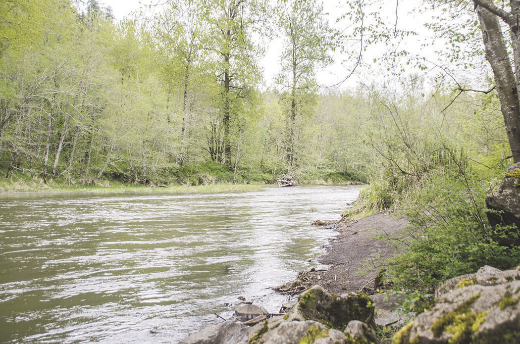 The Nisqually River flows on an early, spring morning near the 6th Avenue fishing and river access site in this file photo.