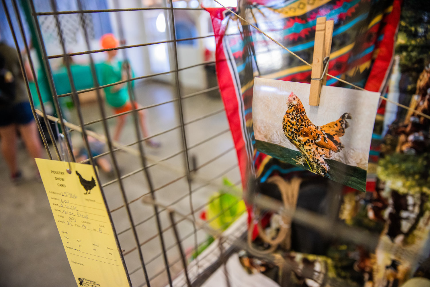 Photos of chickens hang on display inside cages empty of fowl as safety precautions for avian influenza remain in place during the Thurston County Fair on Thursday, July 28.