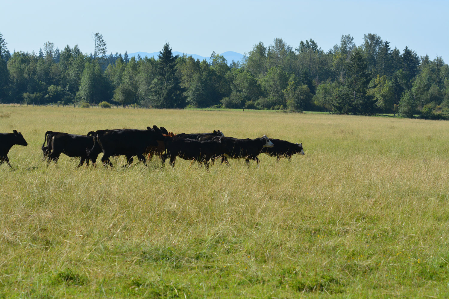 Lester’s herd continued their morning run in the fields on Monday, Aug. 8.