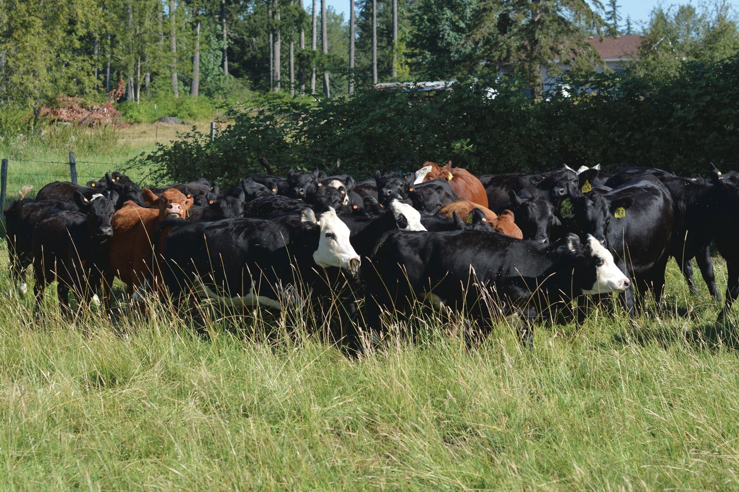 A portion of Lester’s herd began to run across the field on Monday, Aug. 8.