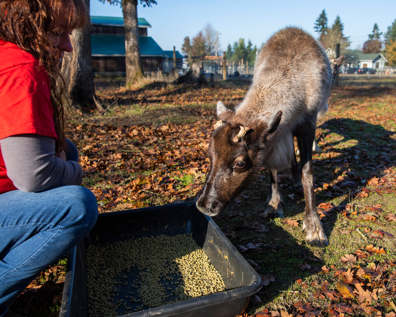 A reindeer named Dean looks at food at Twisted Holly Ranch in Rochester on Thursday.
