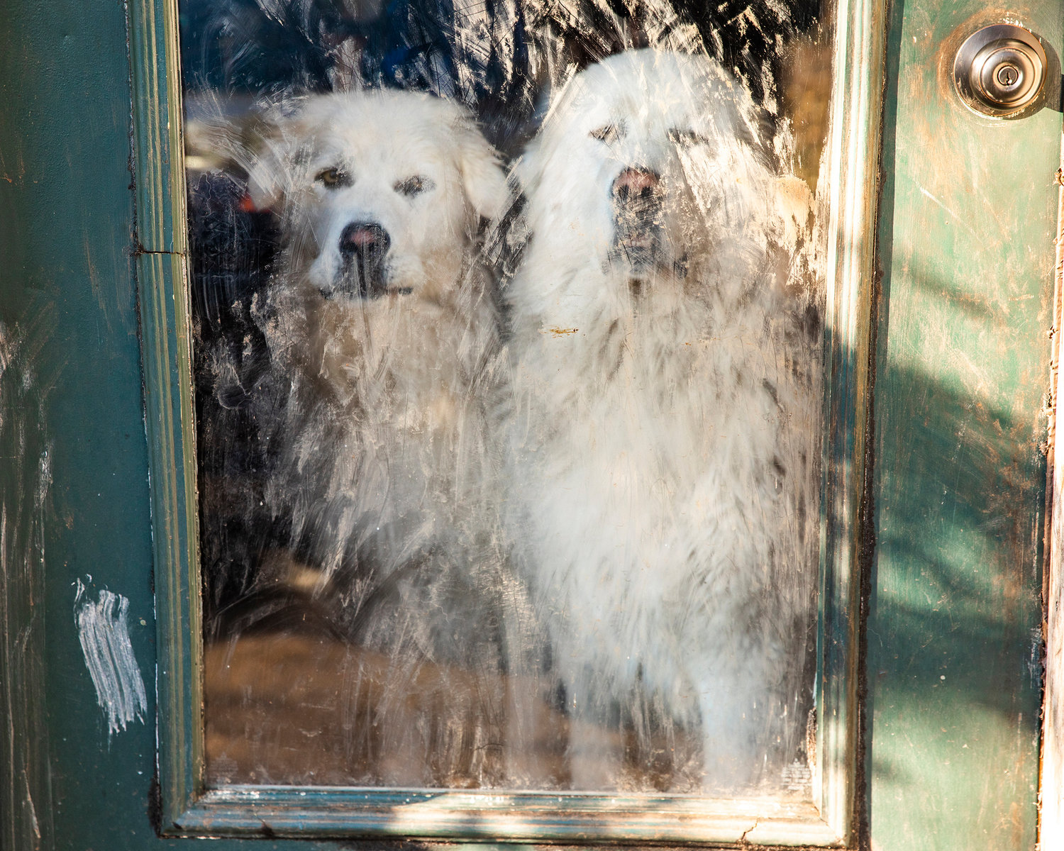Cleo and Squirrel, herding dogs, look on from inside a building at Twisted Holly Ranch in Rochester on Thursday.