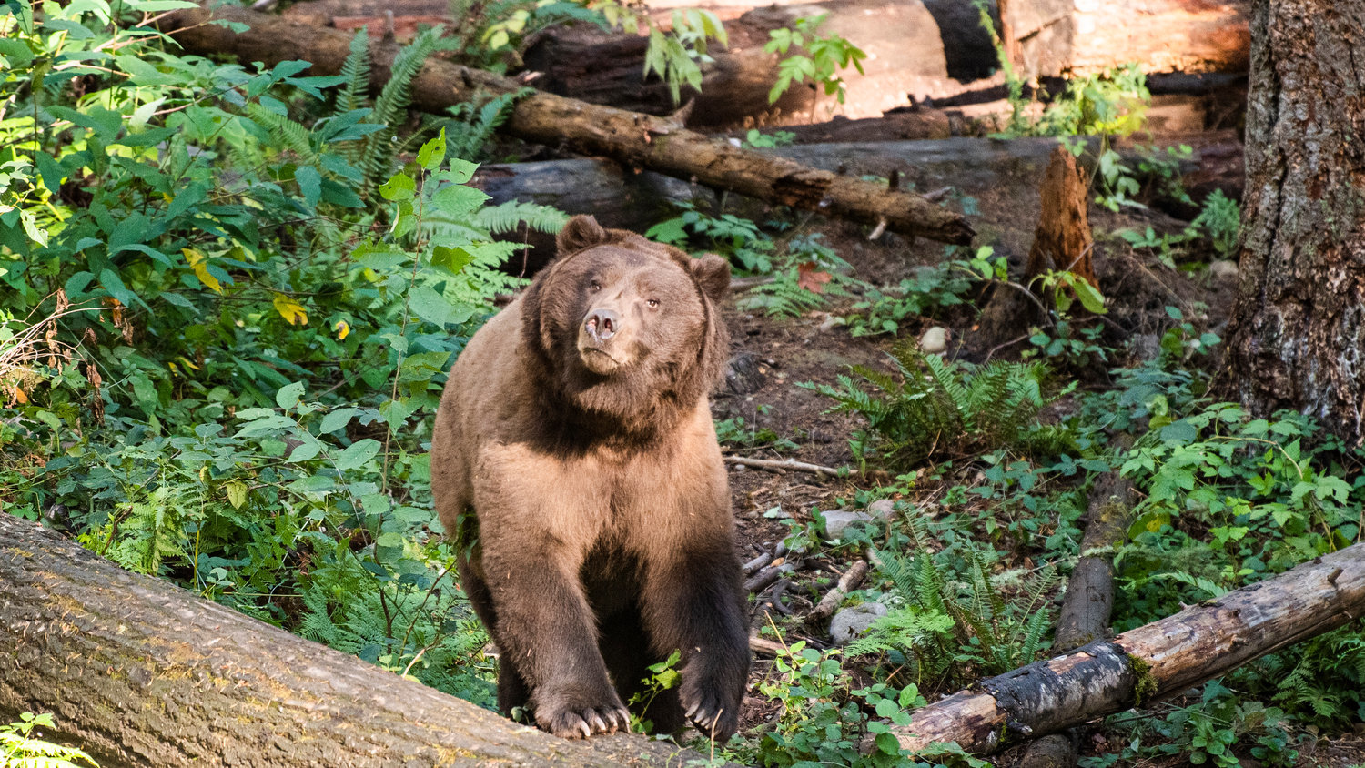 A grizzly bear steps into the sun at Northwest Trek in rural Pierce County. The National Park Service and U.S. Fish and Wildlife are currently looking at options to restore and manage grizzly bears in the wild in the North Cascades of Washington.