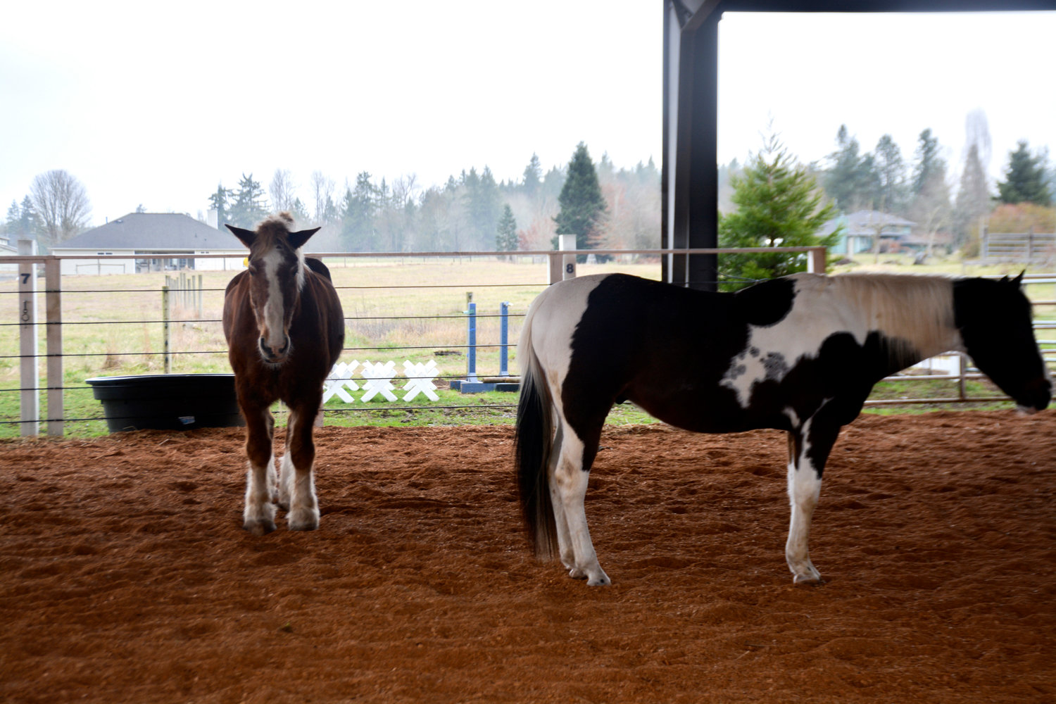 Horses Jim (left) and Vision (right) stand in a covered area at Hope for Heroes in Yelm on  Monday, Feb. 6.