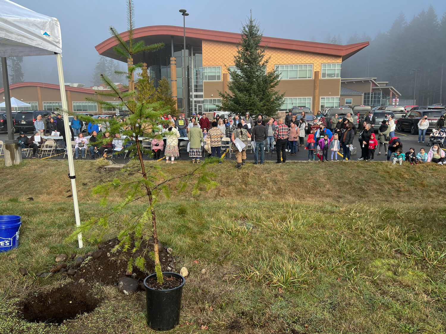 A seedling descendant from the original spruce tree that the Medicine Creek Treaty was signed under back in 1854 waits to be planted  during a ceremony commemorating the 169th anniversary of the treaty signing.