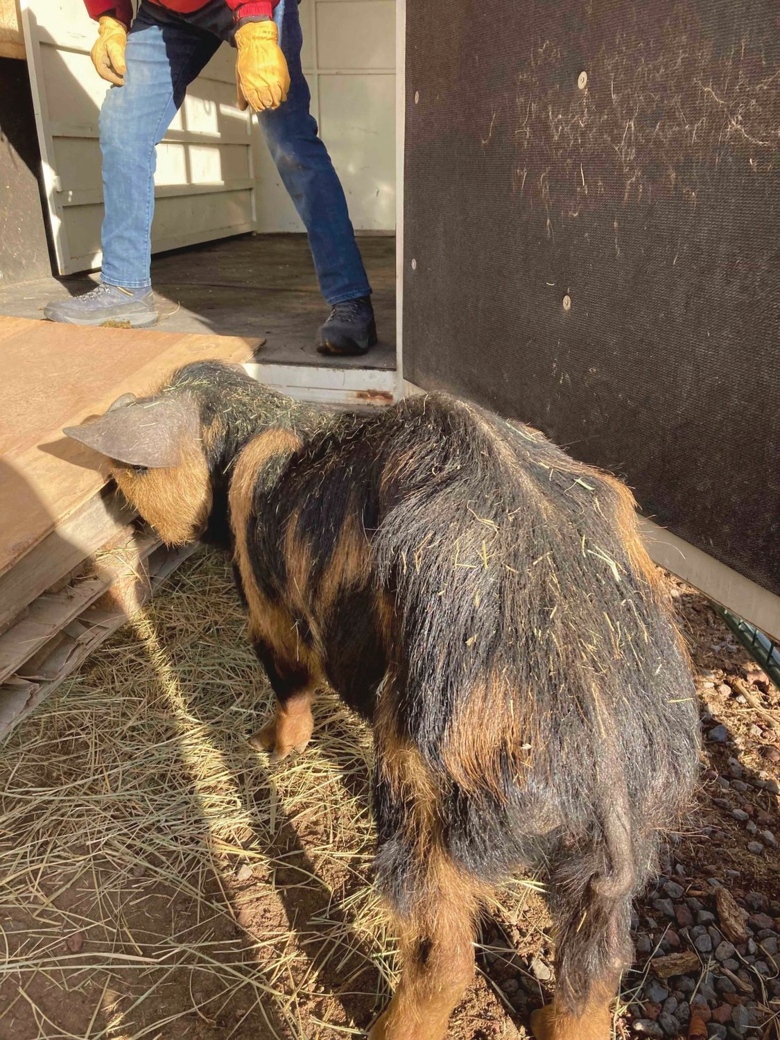 Heartwood Haven, an animal sanctuary in Roy, recently rescued dozens of pigs following an animal cruelty case in Oregon.
