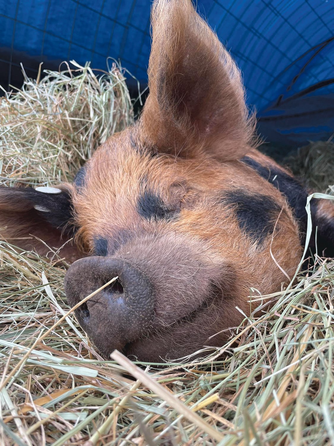Heartwood Haven, an animal sanctuary in Roy, recently rescued dozens of pigs following an animal cruelty case in Oregon.
