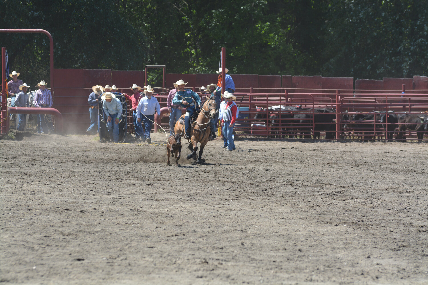 A cowboy throws his lasso at a calf during the tie down roping competition at the Roy Pioneer Rodeo on Sunday, June 4.