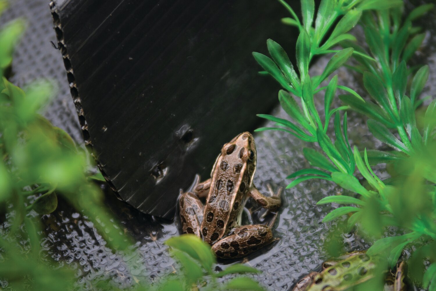 The northern leopard frog, photographed on Aug. 9 at Northwest Trek in Eatonville, is an endangered species of frog, and has been rapidly disapearing from native ranges in Washington, Oregon and western Canada in recent years.