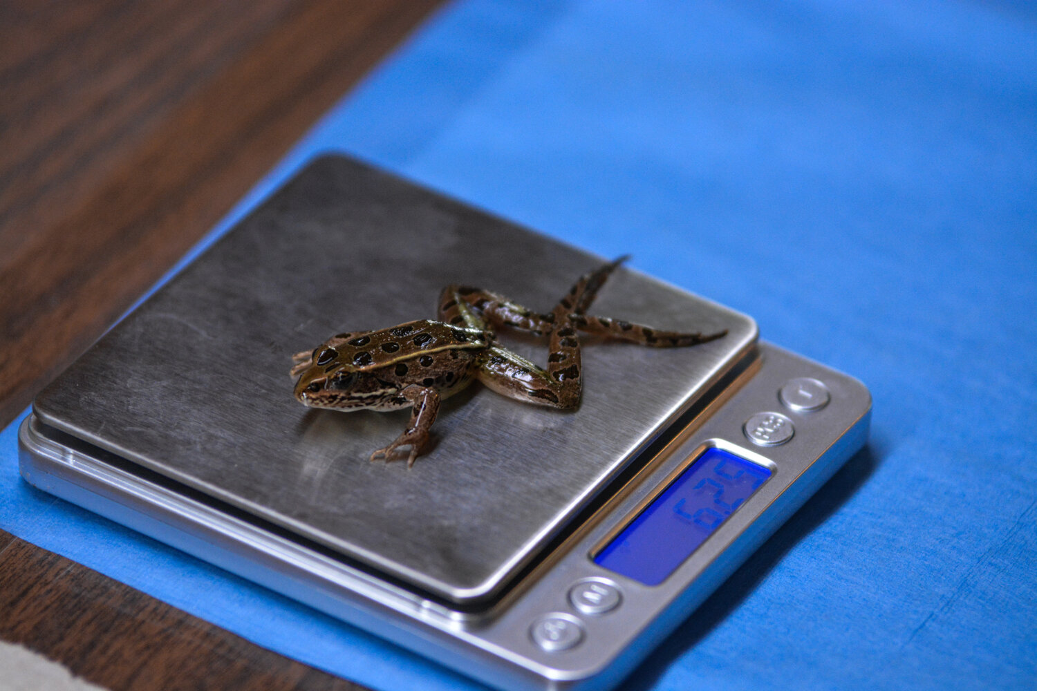A northern leopard frog comes in at a weight of 6.25 grams while it’s observed at Northwest Trek in Eatonville on Aug. 9.