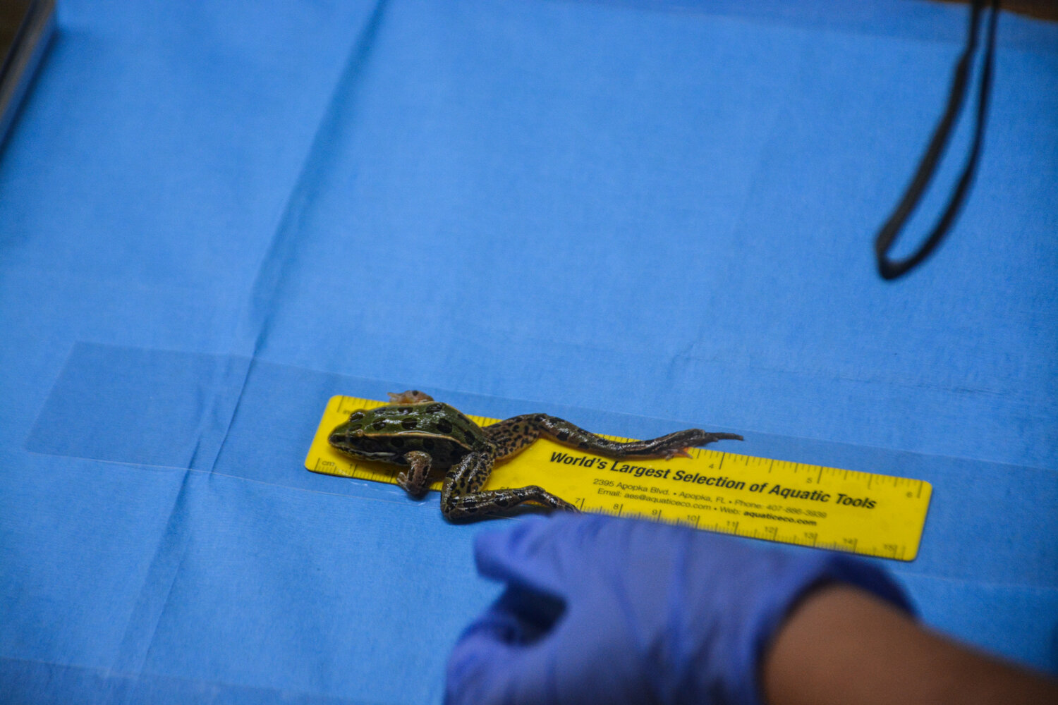 An endangered northern leopard frog is measured by a conservationist with Wahington Department of Fish and Wildlife on Aug. 9 at Northwest Trek in Eatonville.