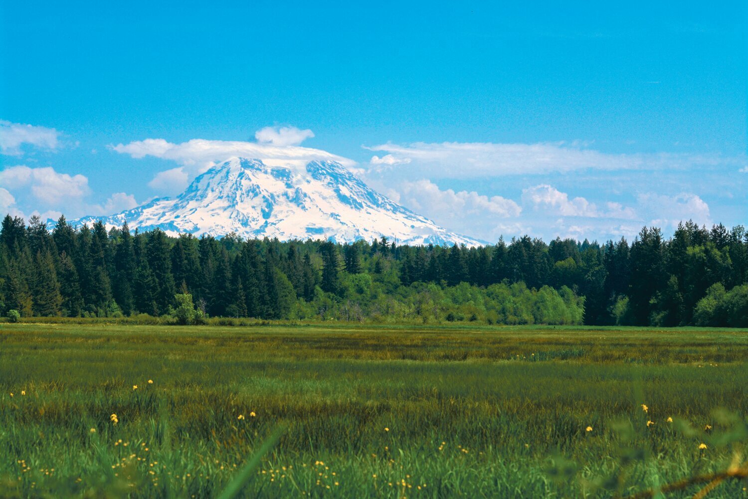 Mt. Rainier sits behind a grass field and trees near Lake Lawrence on Saturday, May 20.