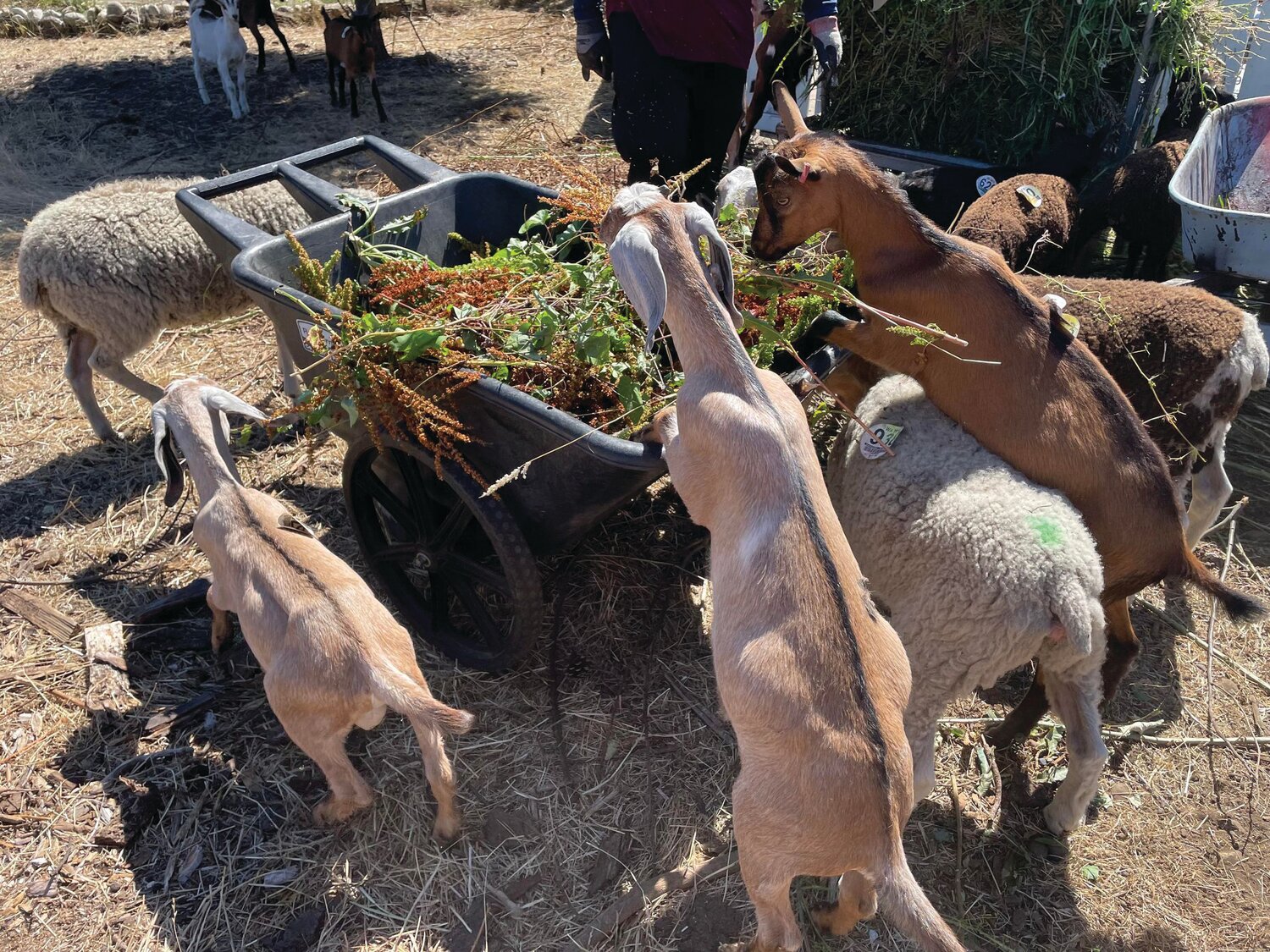 Animals at Dancing Goats and Singing Chickens Organic Farm graze on produce.